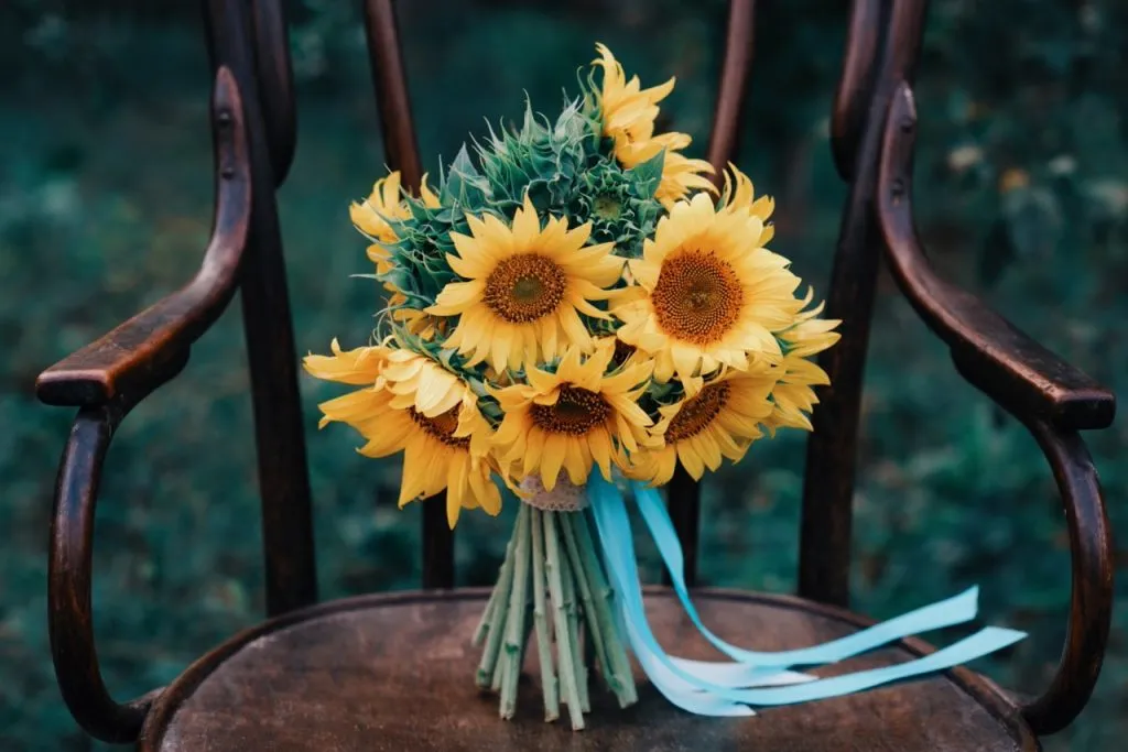 A bouquet of sunflowers, also known as Tan Tawan flower, on a vintage wood chair