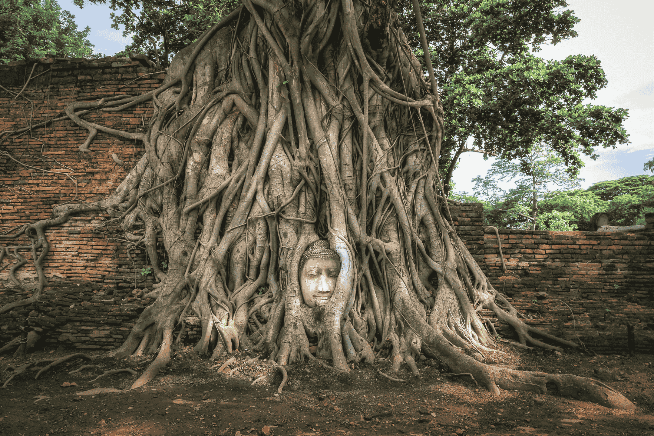 Wat Mahathat, where a tree has grown around a sculpture of Buddha's head