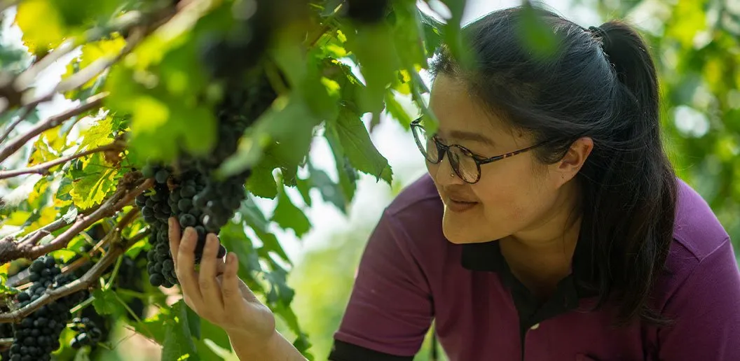 Nikki (Visootha) Lohitnavy is the first and only fully-qualified winemaker of Thailand