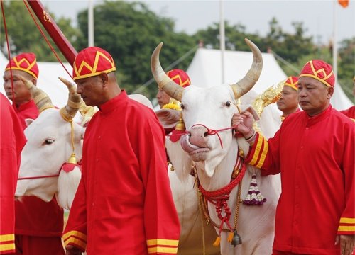A pair of sacred oxen being fed with rice, grass and other food as part of the Royal Ploughing Ceremony
