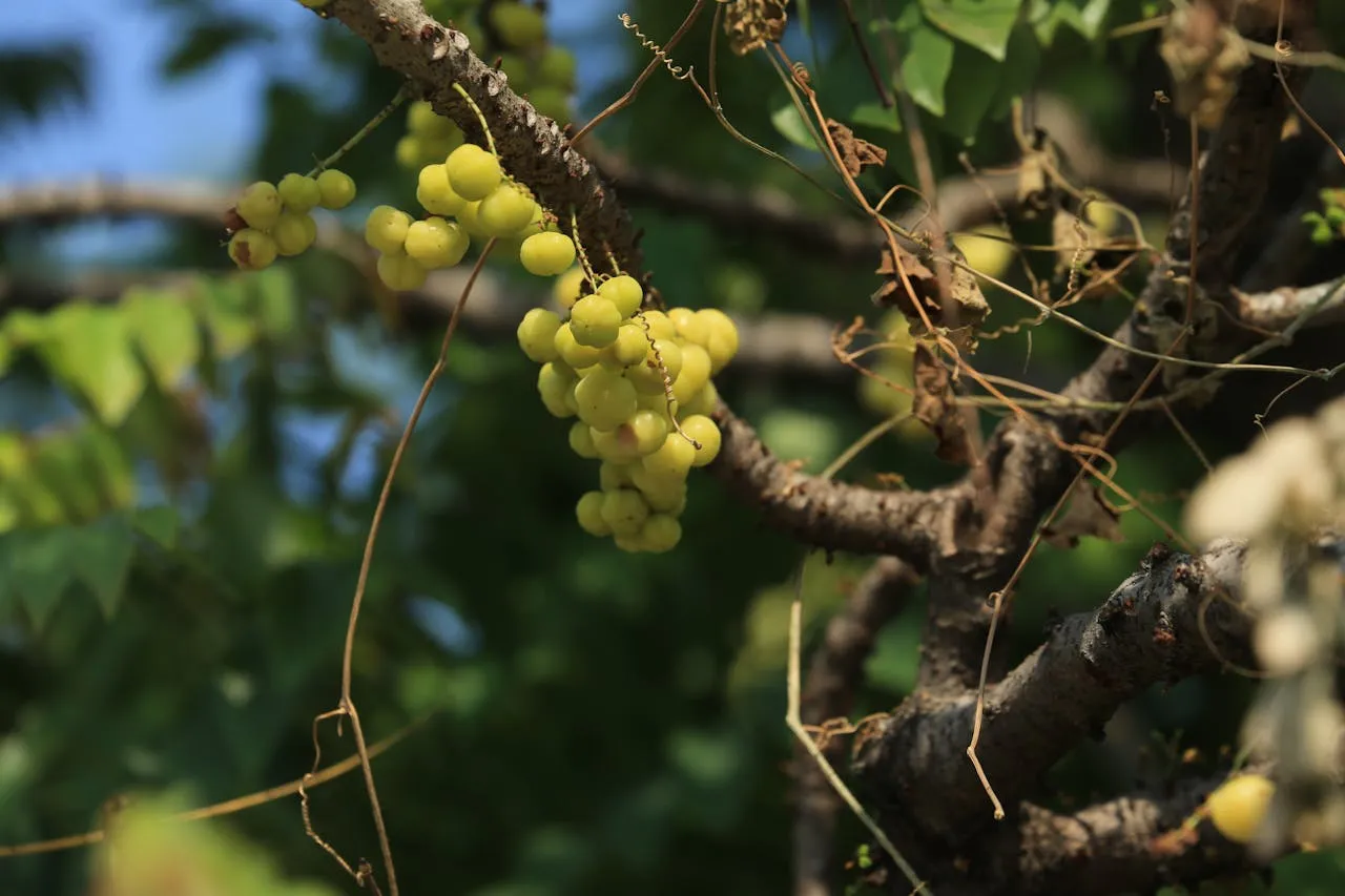 star gooseberries tree