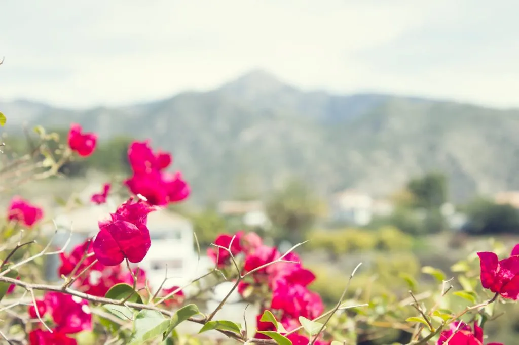 Bougainvillea in the foreground with a hilly background.
