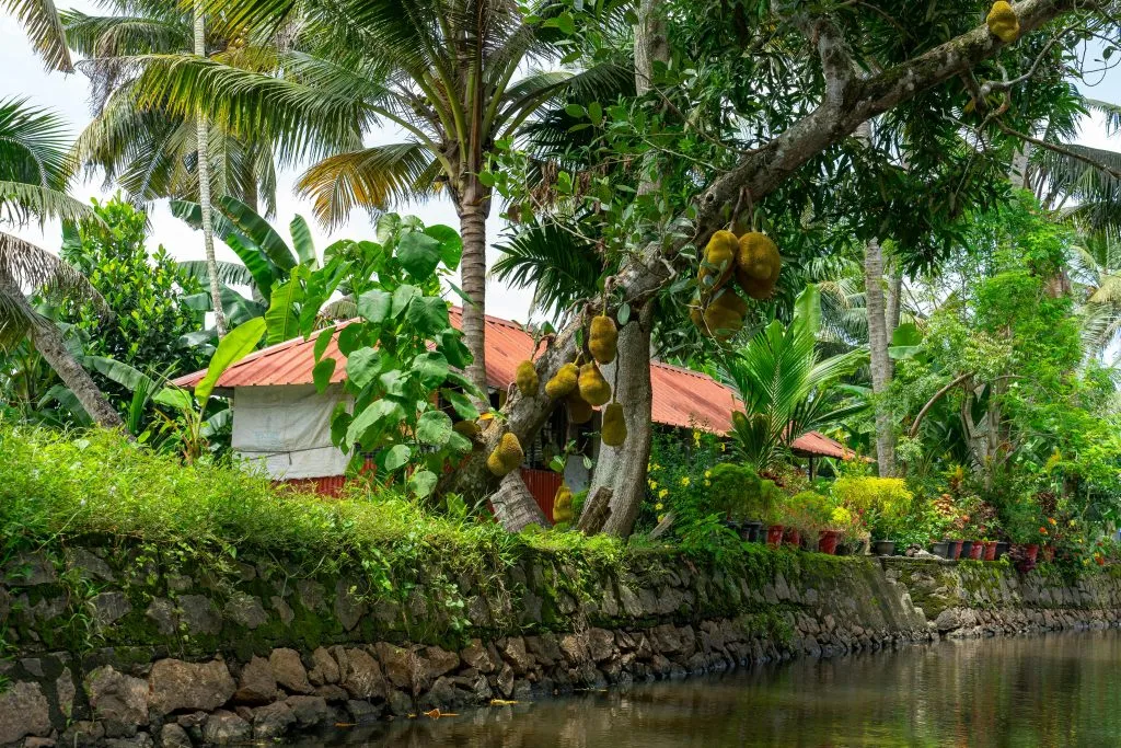 jackfruit tree on the a river bank with houses in the background