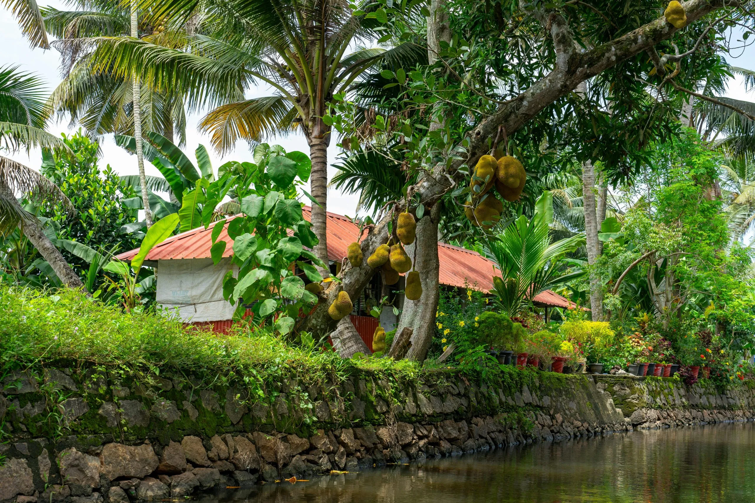jackfruit tree on the a river bank with houses in the background