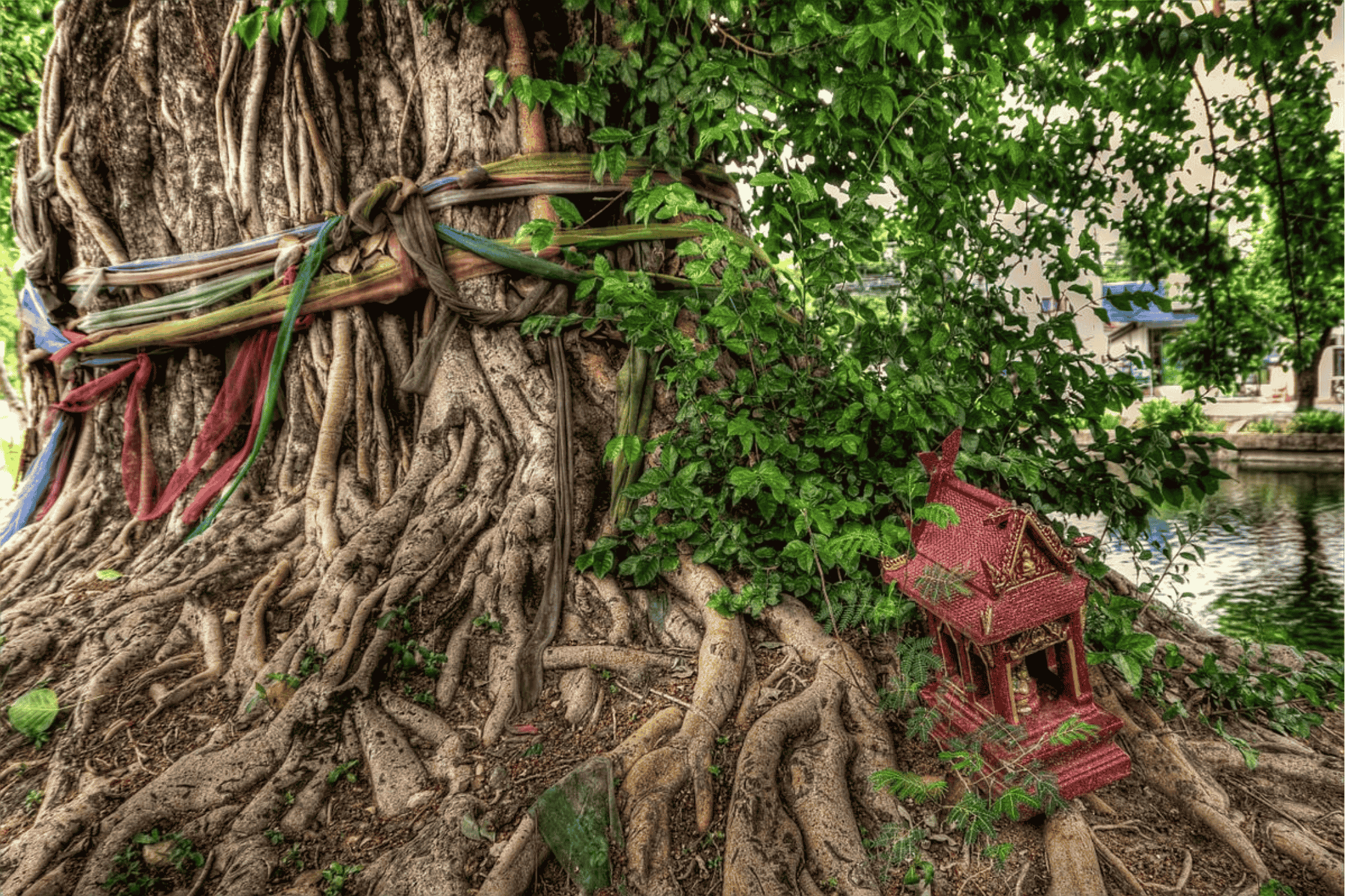 Auspicious tree or spirit tree in thailand wrapped with multicolored ribbons next to shrine