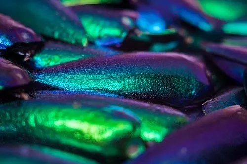 Beetle wings