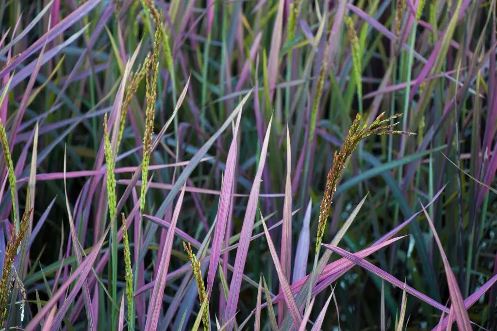 Red and purple rice stalks.