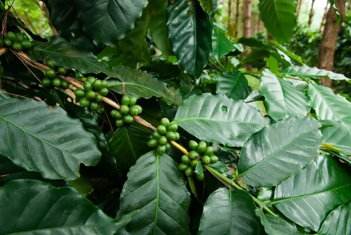 Robusta coffee plant used to make Yala Coffee.