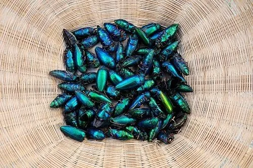 A collected of beetle wing art with a metallic green and copper red color.