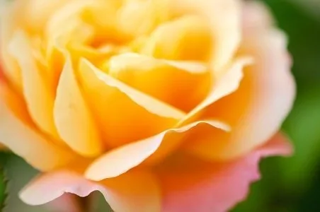 The Queen Sirikit Rose, which has a vibrant yellow color that turns yellowish orange with tints of pink at the edges of the petals under strong sunlight.