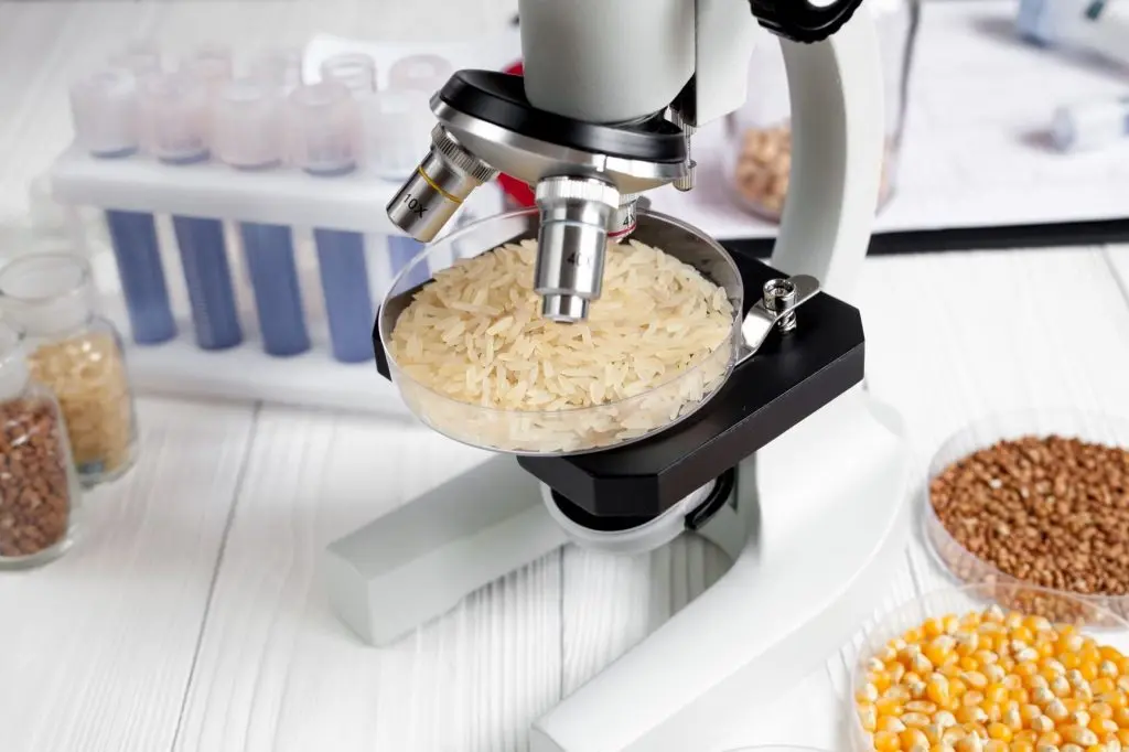 Rice being inspected on a microscope.