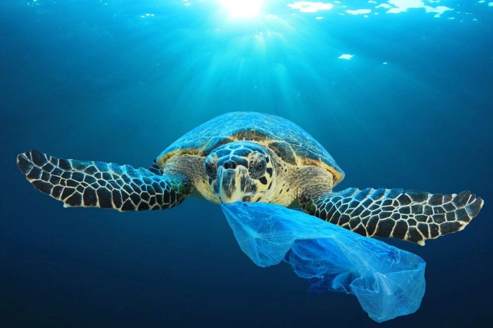 A turtle in the ocean eating a plastic bag