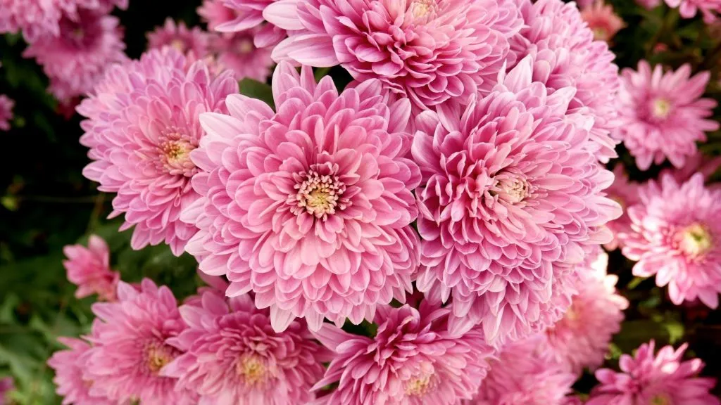 Chrysanthemum, also known as benjamas flower