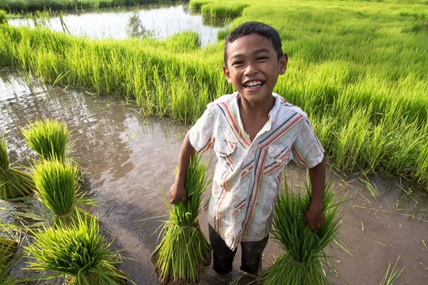 A young body standing in a rice field, holding rice paddy in each of his hands and smiling.