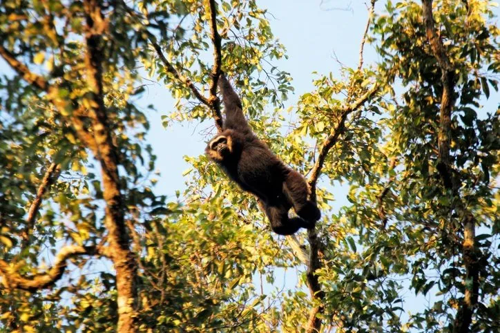 An agile gibbon swinging in the trees.