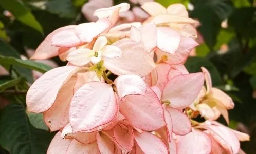 The Dona Queen Sirikit (Mussaenda philippica Queen Sirikit), a hybrid of Mussaenda Luz with M. phillipica Aurorae. 