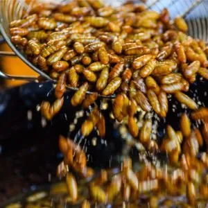 Edible insects