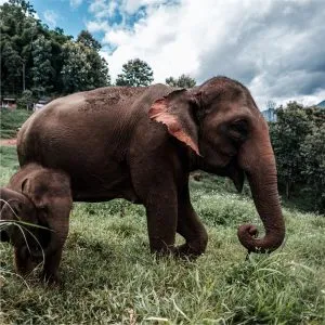 An adult elephant with baby elephant in the wild.