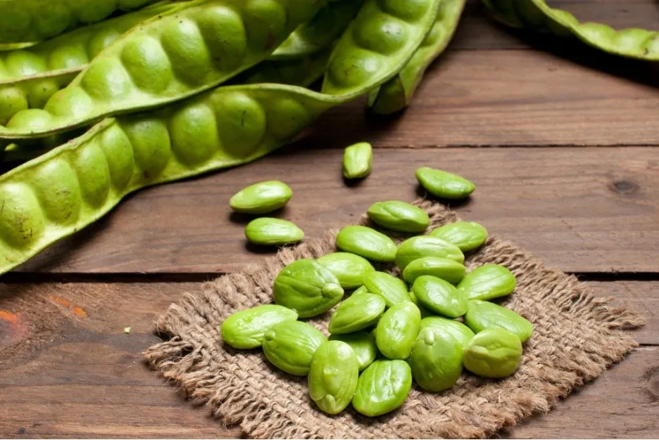 Pak phuen baan (Parkia speciosa Hassk)
