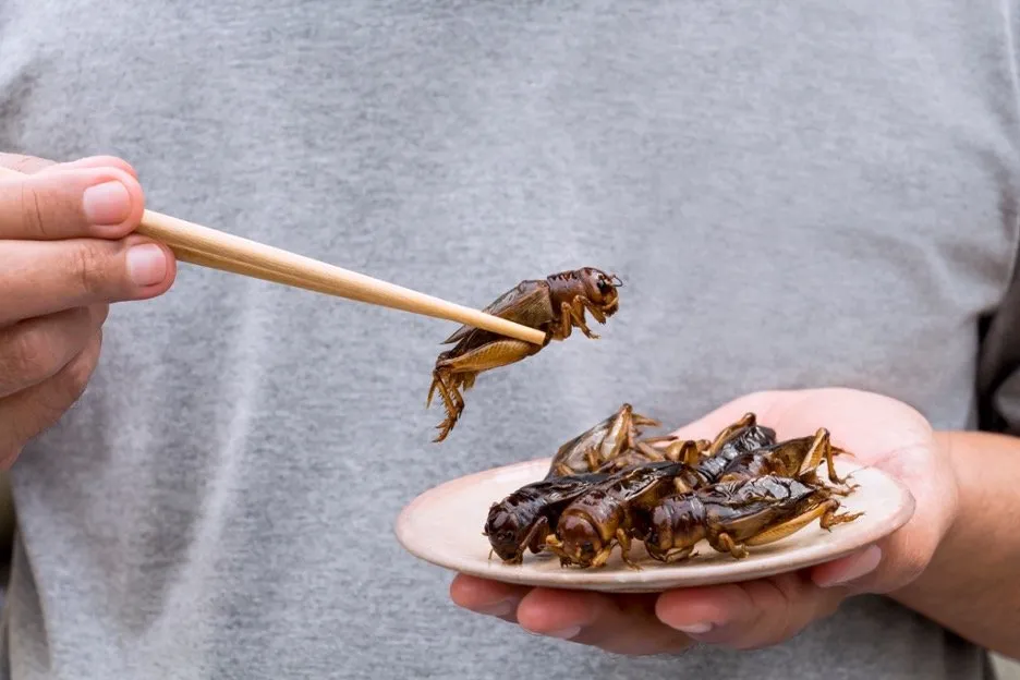 Chapulines or toasted grasshoppers are served with savory chili-lime salt seasoning at T-Mobile Park in Seattle, Washington.