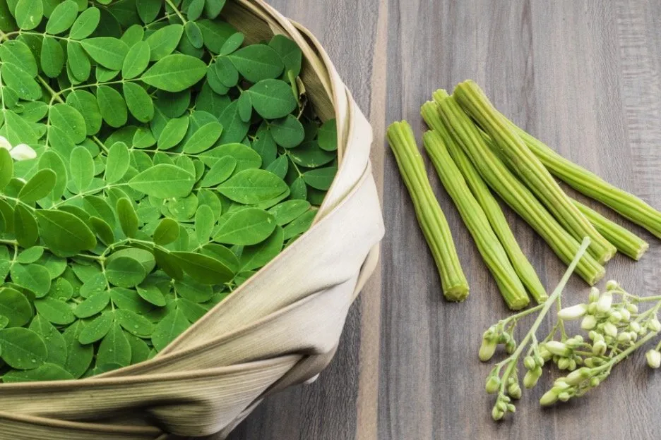 Moringa, drumstick tree (Moringa oleifera)