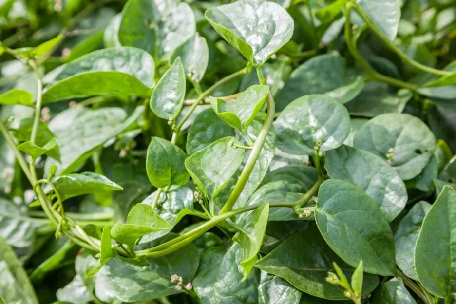 Malabar spinach (Basella alba L. and Basella rubra L.)