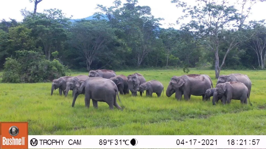 A herd of elephants in Khao Ang Rue Nai Wildlife Sanctuary.