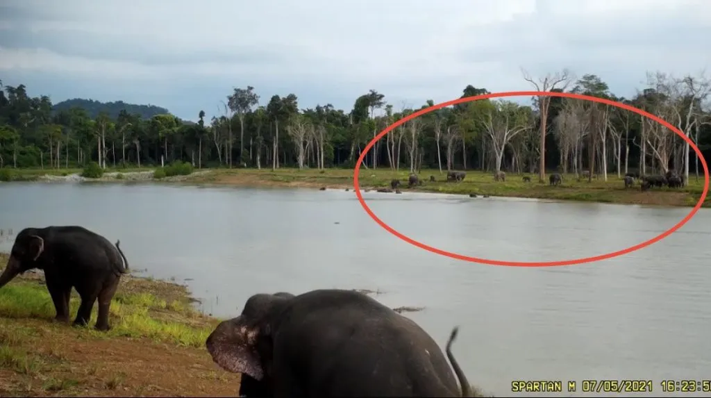 A herd of elephants in Baan Na Yao Reservoir.