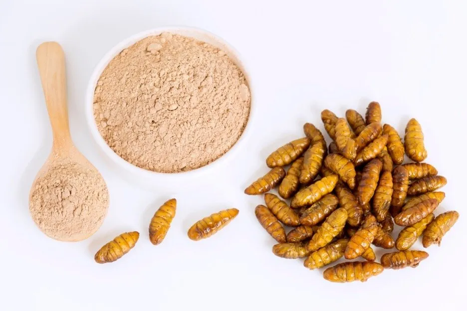 Protein-rich flour derived from silkworm.