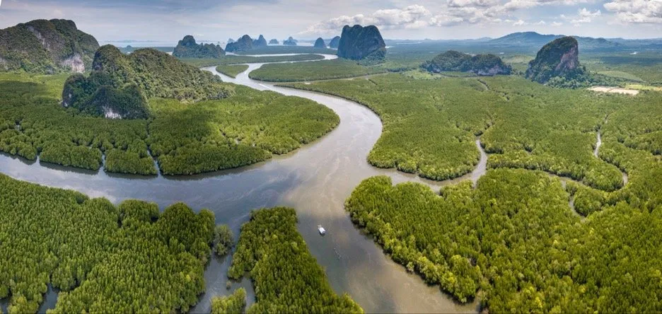 Aerial view of a major mangrove forest dotted with towering limestone cliffs in Phang Nga, Thailand.