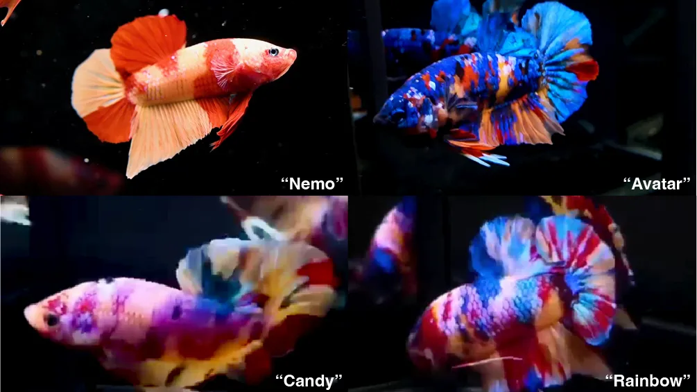 Different series of Siamese fighting fish (or betta fish) including Nemo, Avatar, Candy and Rainbow.