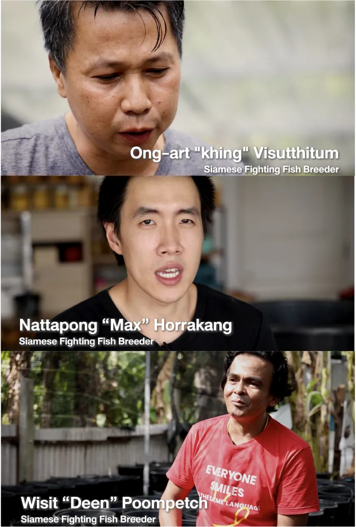 Siamese fighting fish breeders, Khing, Max and Deen. 