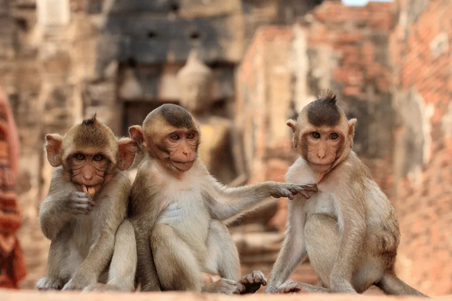 Three juvenile monkeys amid the temple ruins in Lopburi, Thailand.