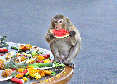 A monkey eating a slice of watermelon