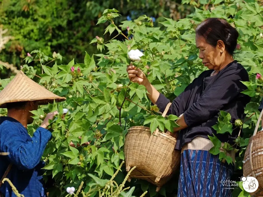 Local farmers harvesting cotton to produce Thai Textiles.