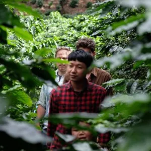 Lee Ayu Chuepa leading a tour of an Akha village’s coffee plantation.