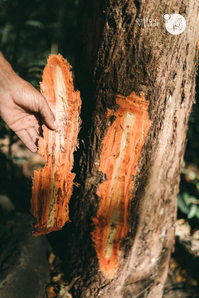 Foraging padauk to be used as natural dye.