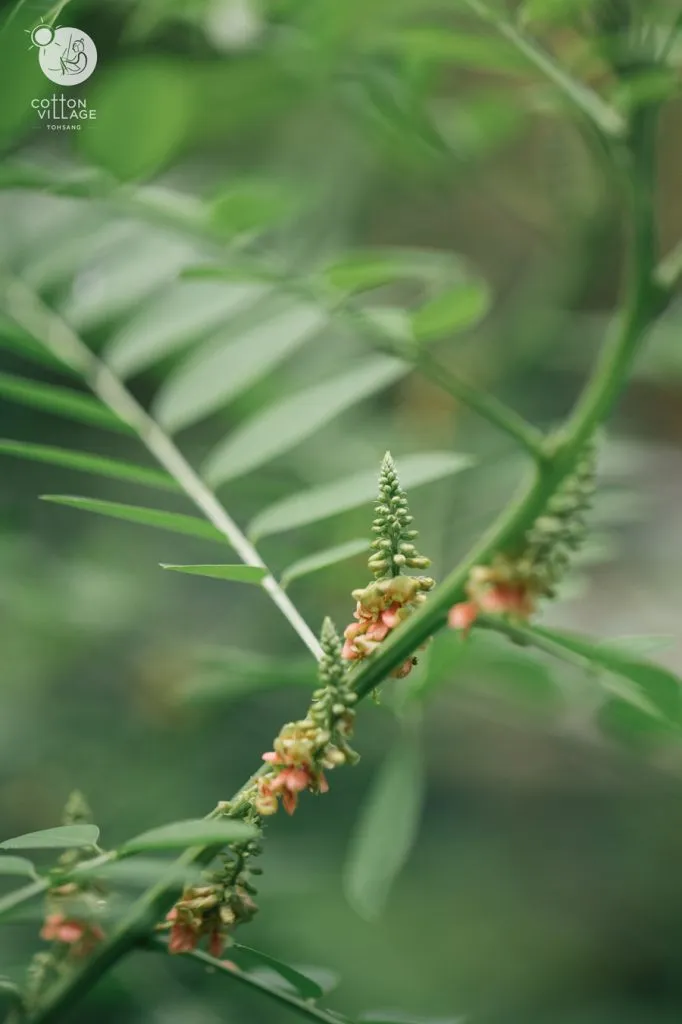 The indigo plant used as a natural dye.