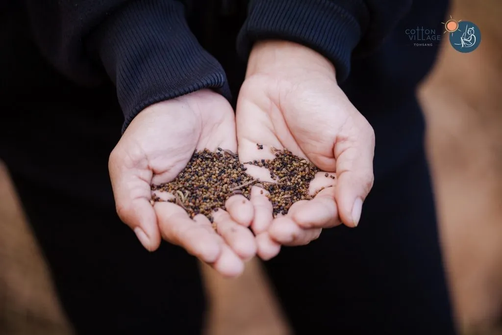Cotton and indigo seeds.