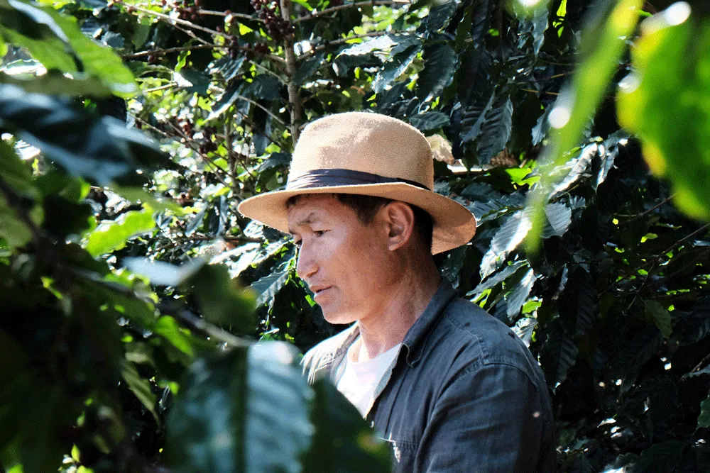 Akha villagers tending their coffee plantations.