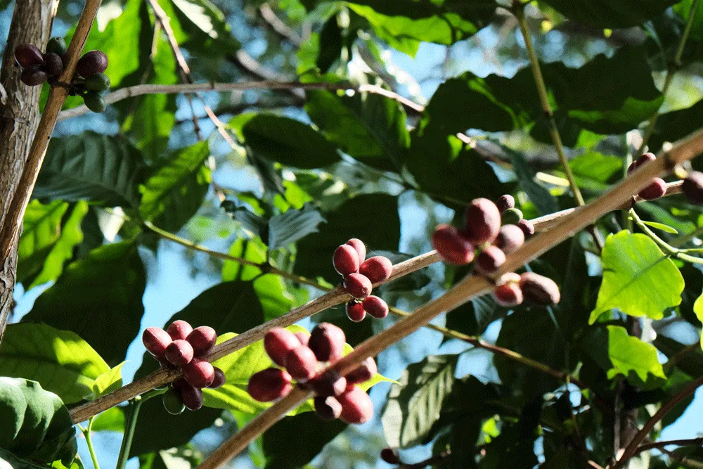 A picture of fresh coffee beans.