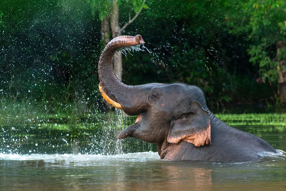 An elephant enjoying bathing