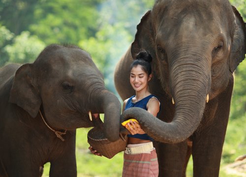 A lady feeding food to elephants