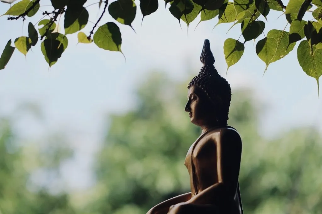A buddha statue under a tree withe foliage in the background
