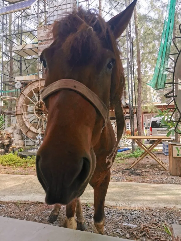 One of the horses wandering around Res-Q Farm