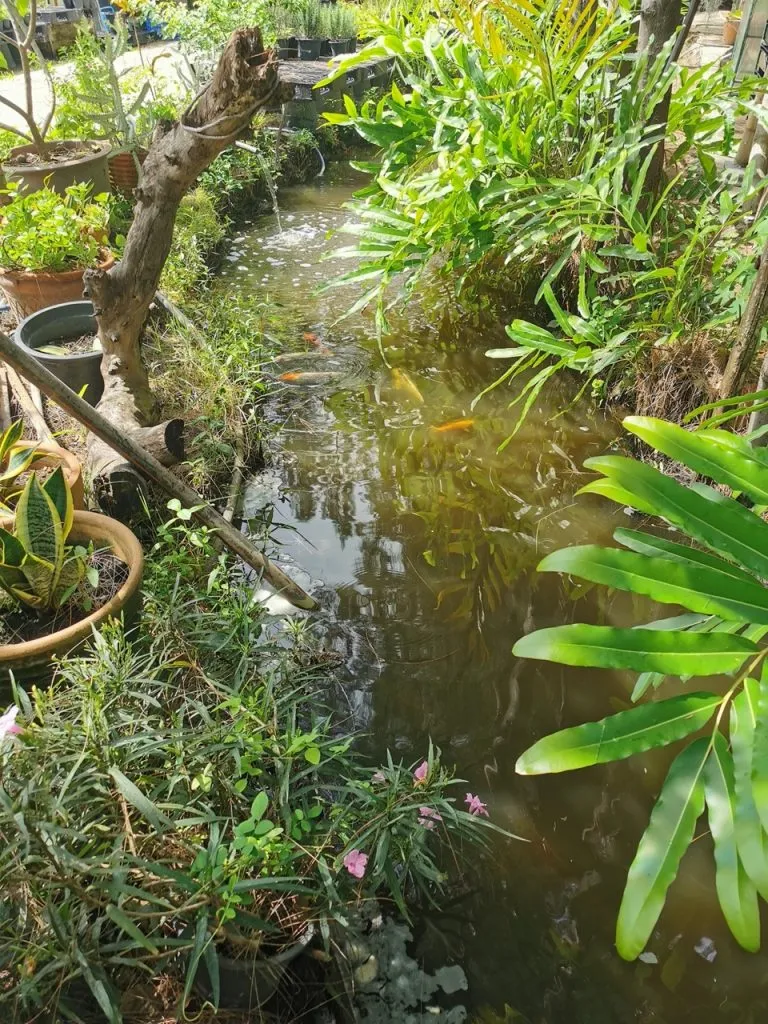 A pond full of koi fish and frogs around the property