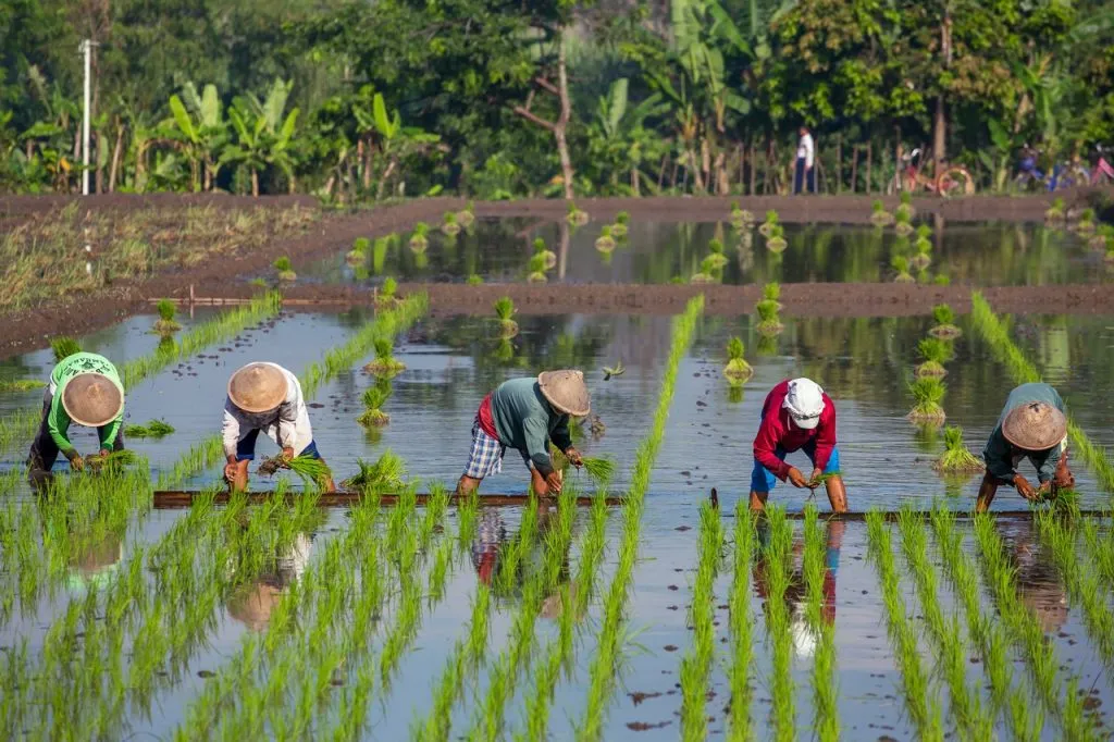 Farmers planting rice