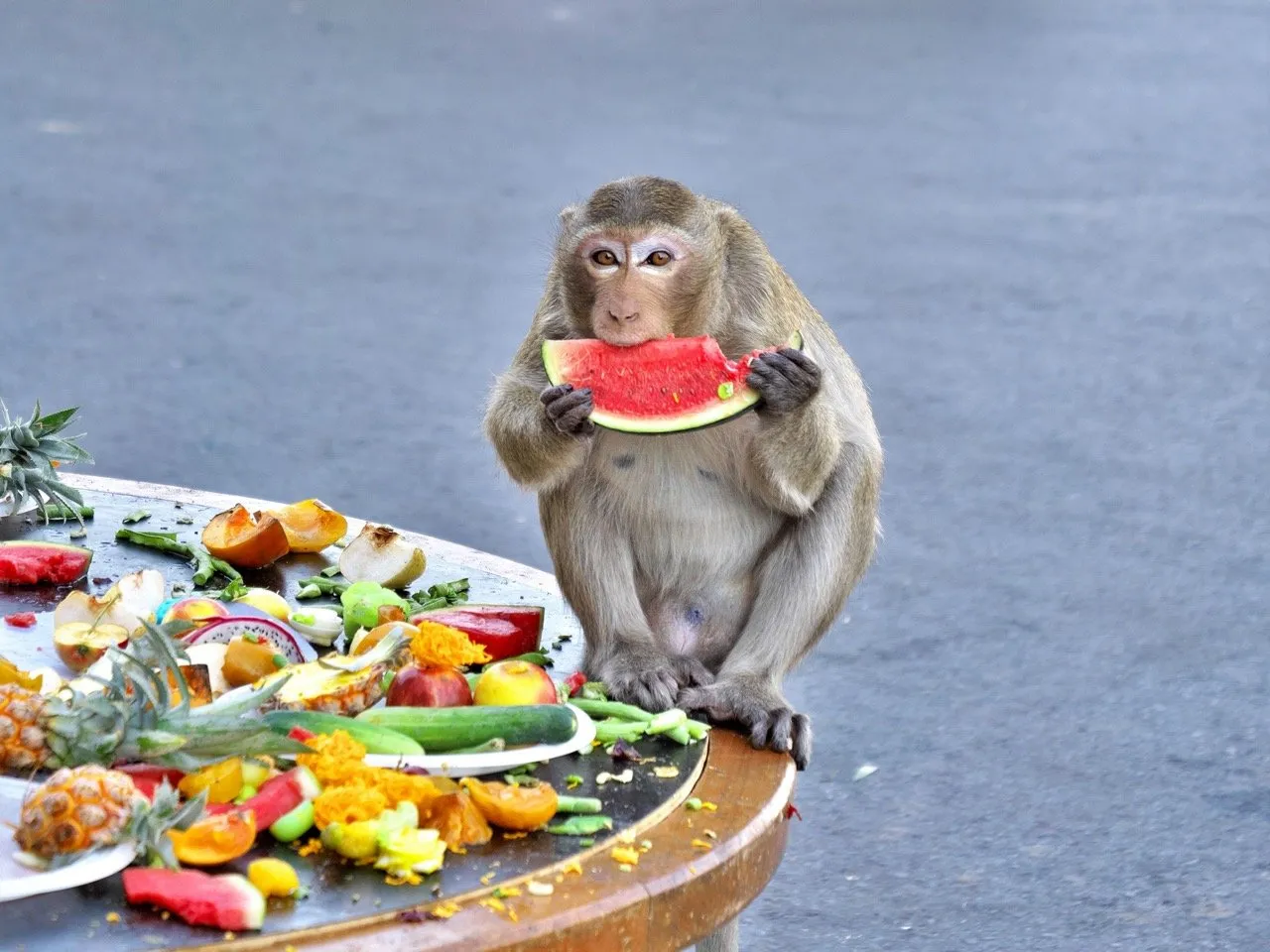 Crab-eating macaque (Macaca fascicularis) eating fruit at the Lopburi Monkey Banquet in Lopburi, Thailand in November 2019.