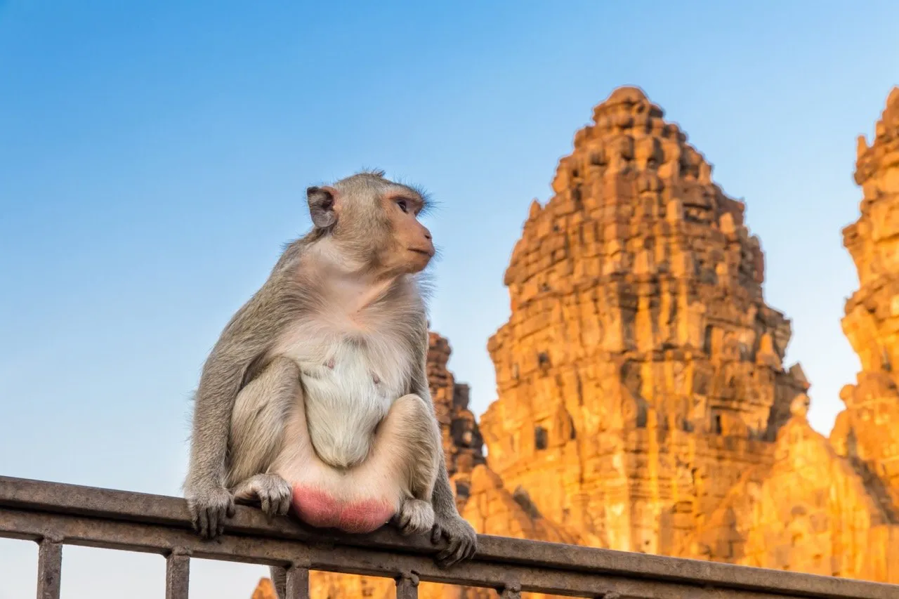A monkey watching through glasses during the 32nd Lopburi Monkey Banquet at the Phra Prang Sam Yot temple ruins in November 2020.