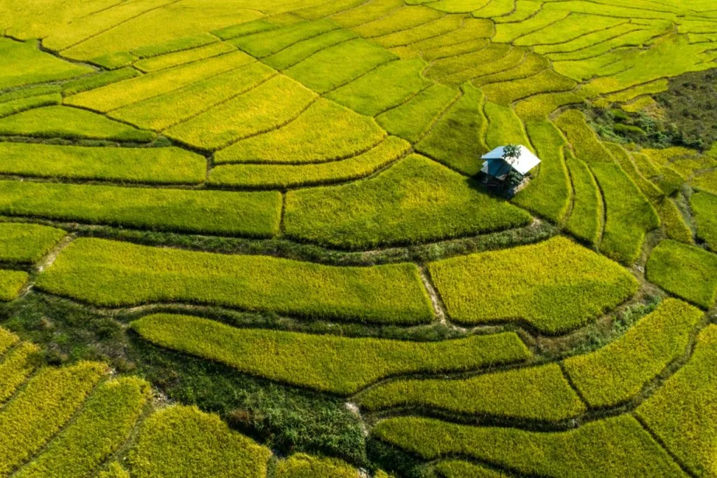 Rice field with a small hut in the middle during the harvest season in Thailand